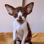 Photo by mellissa.oriental.cat